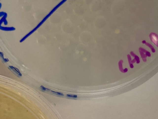 7 days experiment Lactobacillus