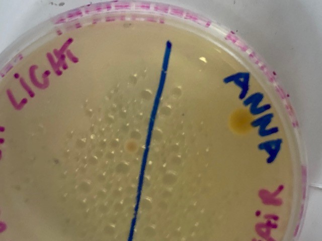 7 days experiment yeast